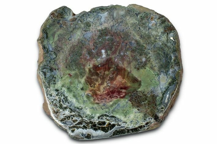 Moss-Agate Replaced Petrified Wood Limb Cast - Oregon #346215